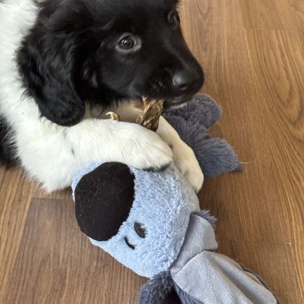 Sil uit Haren zoekt een Hondenoppas