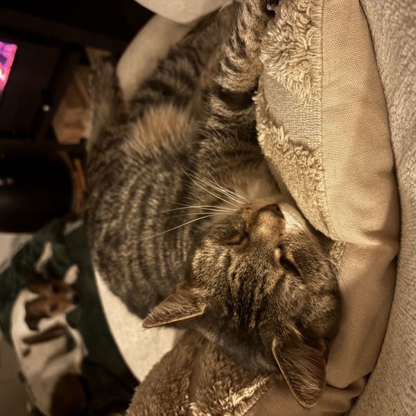 Floortje uit Sittard zoekt een Kattenoppas