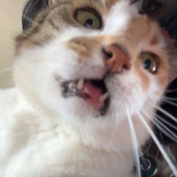 Kattenoppas Madelief uit Numansdorp