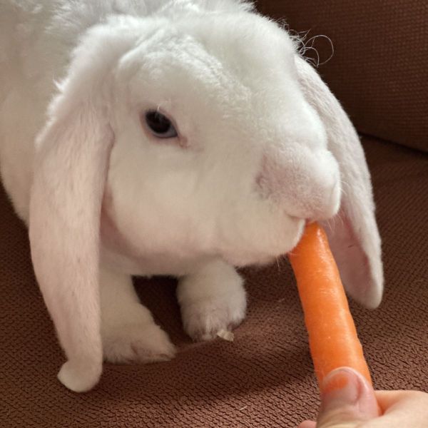 Huisdierenoppas Fyleine uit Amstelhoek