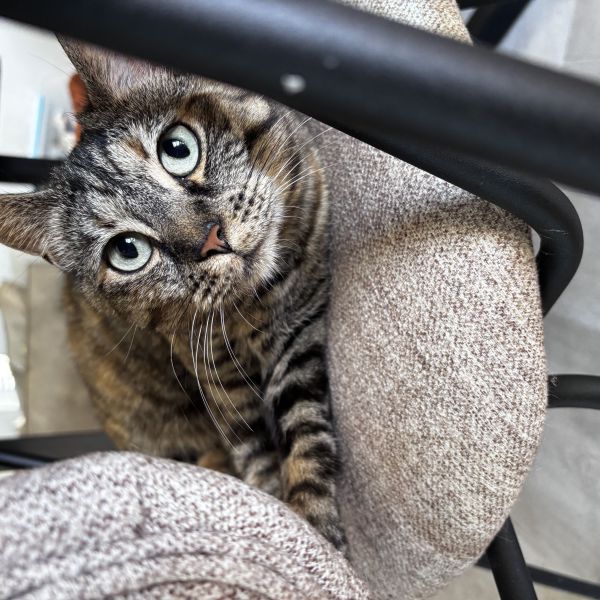 Pip, Frits uit Broek Op Langedijk zoekt een Kattenoppas