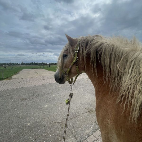 Huisdierenoppas Fenna uit Beneden-Leeuwen