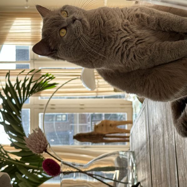 Toots uit Amsterdam zoekt een Kattenoppas