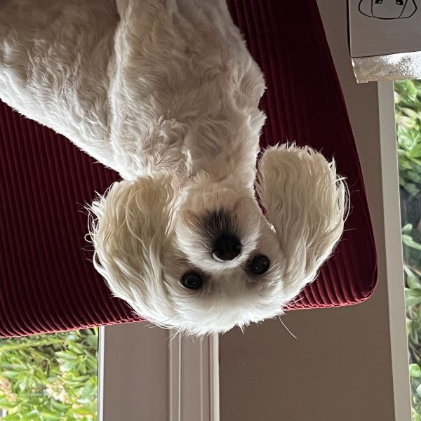 Binti uit Helmond zoekt een Hondenoppas