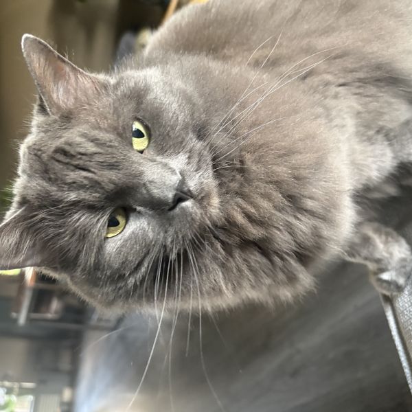 Sofi, Evi uit Santpoort-Zuid zoekt een Kattenoppas