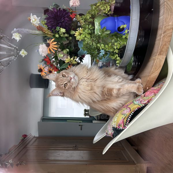 Ace uit Goes zoekt een Kattenoppas