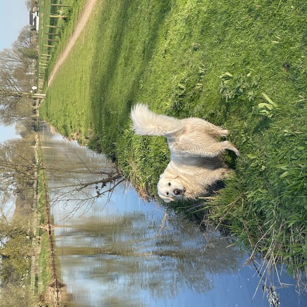 Luca uit Ottersum zoekt een Hondenoppas