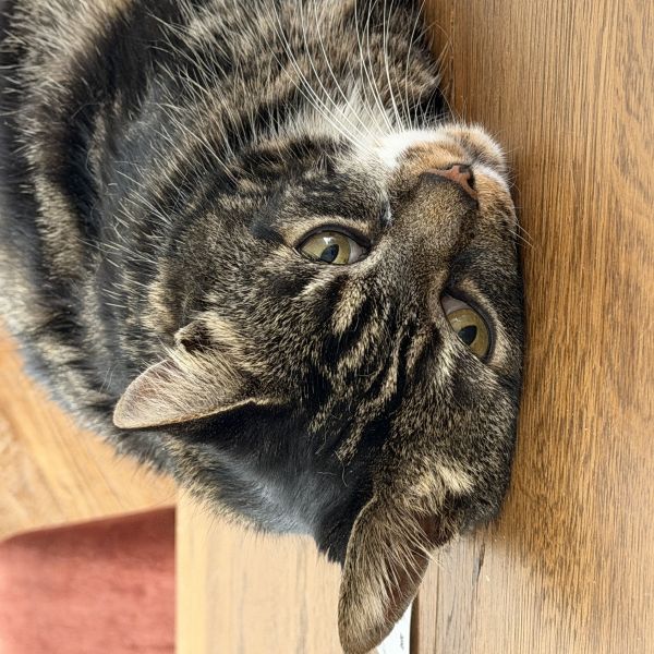 Mogli, James uit Capelle Aan Den Ijssel zoekt een Kattenoppas