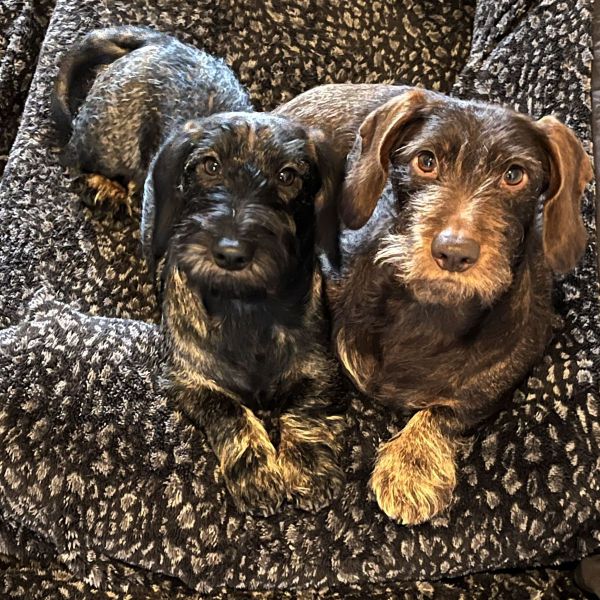 Bram, Bella uit Pijnacker zoekt een Hondenoppas