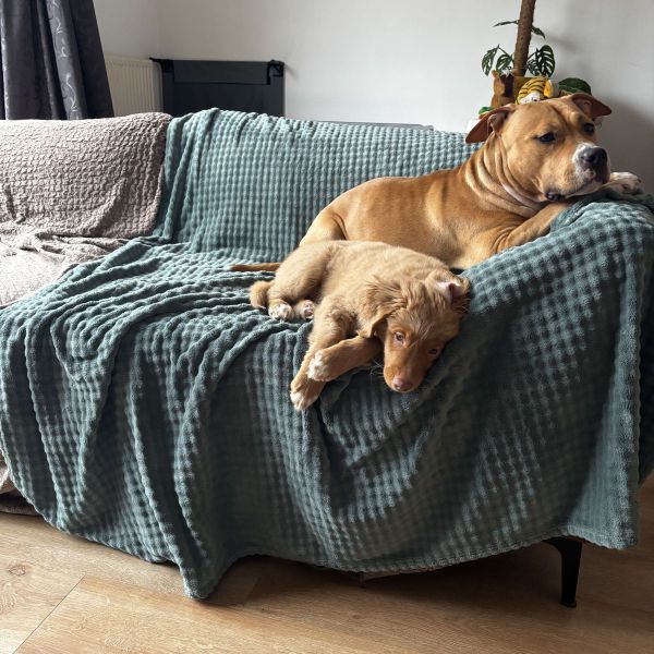 Isidore, Liloe uit Deventer zoekt een Hondenoppas