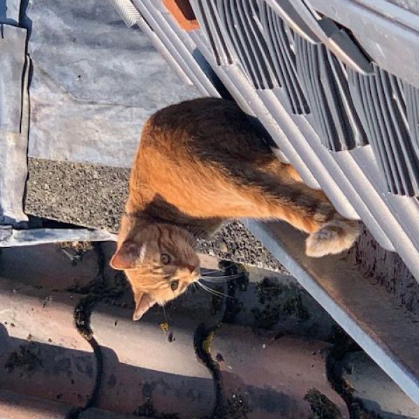 Luka uit Putten zoekt een Kattenoppas