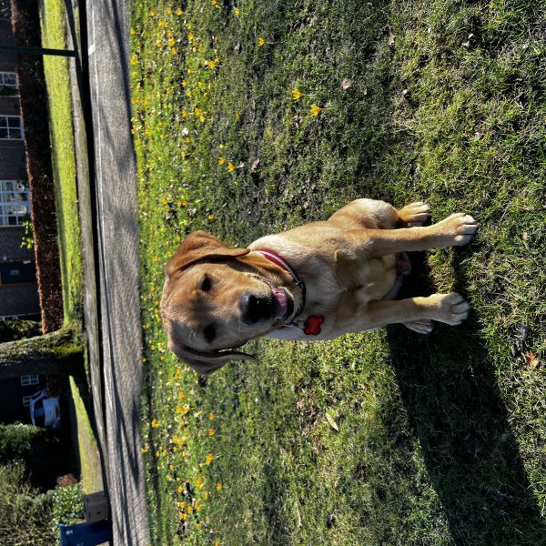 Rocket uit Heeze zoekt een Hondenoppas