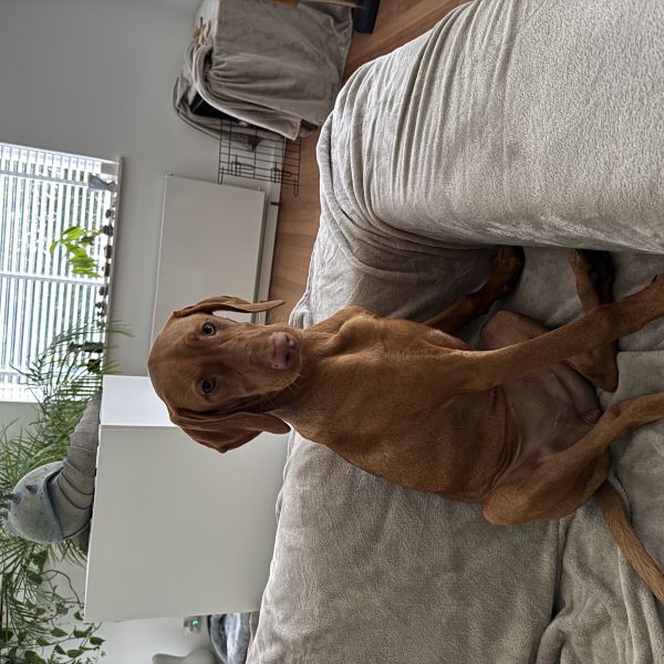 Vesper uit Huizen zoekt een Hondenoppas