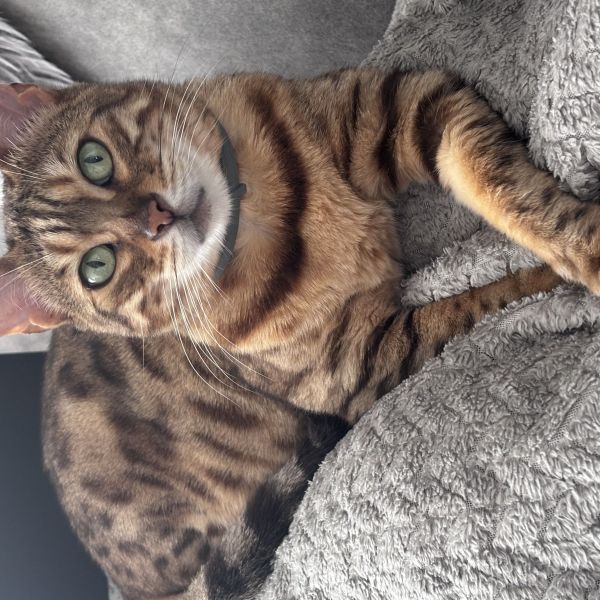 Masha, Martha uit Bolsward zoekt een Kattenoppas