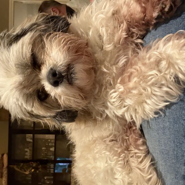 Bibi, Boris uit Maurik zoekt een huisdierenoppas