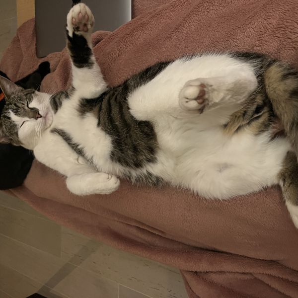 Kees, Ollie uit Leusden zoekt een Kattenoppas