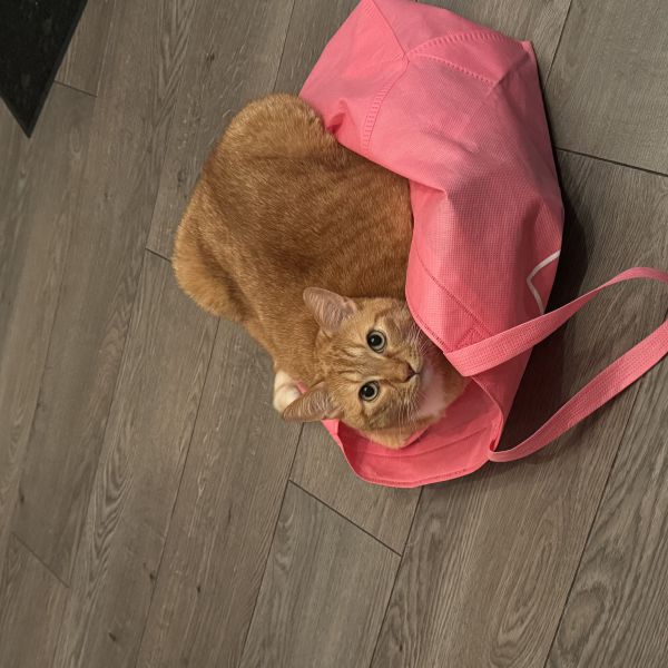 Baghi, Baghi uit Zoetermeer zoekt een Kattenoppas