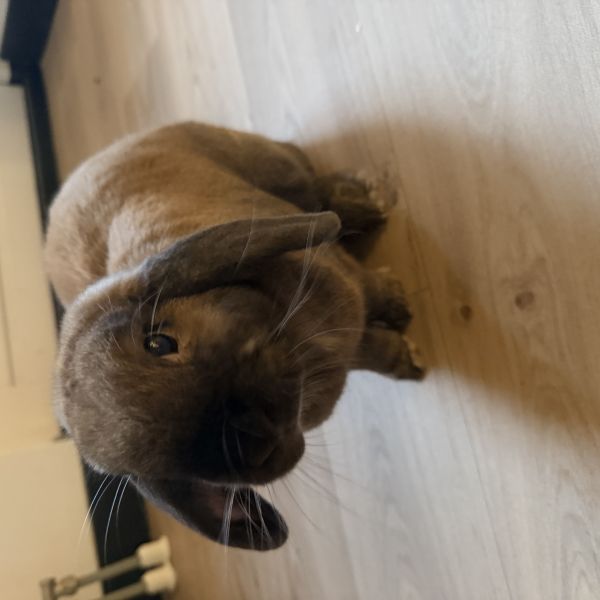 Coco uit Utrecht zoekt een Knaagdierenoppas