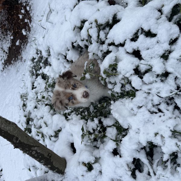 Wiek uit Appeltern zoekt een Hondenoppas