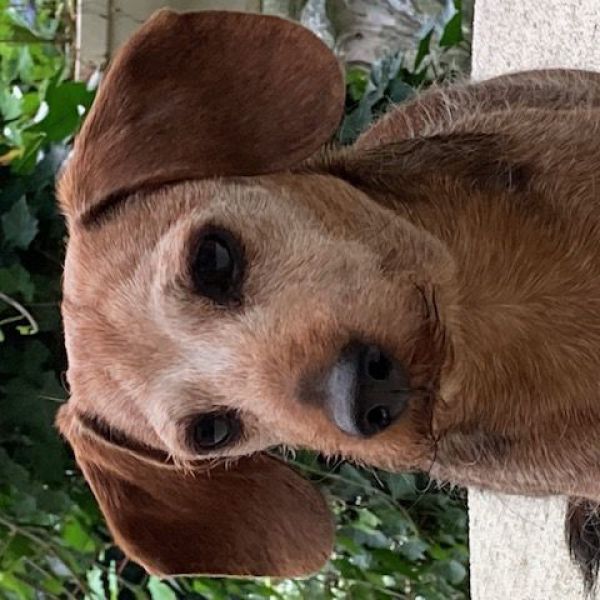 Gino, Indy uit Delfzijl zoekt een Hondenoppas