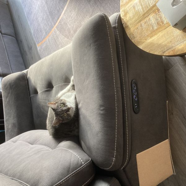 Bella, Panter uit Vlaardingen zoekt een Kattenoppas