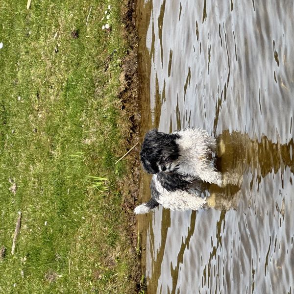 Bikkel uit Weesp zoekt een Hondenoppas