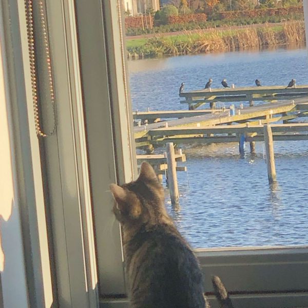 Huisdierenoppas Milou uit Gytsjerk