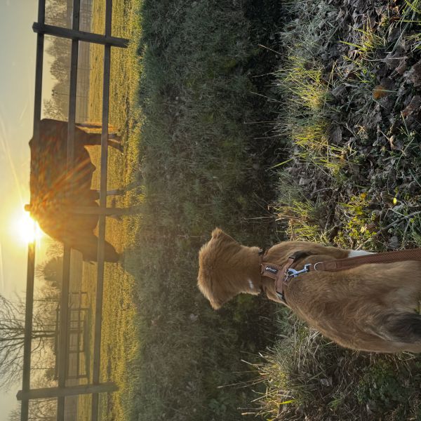 Beer uit Nuenen zoekt een Hondenoppas