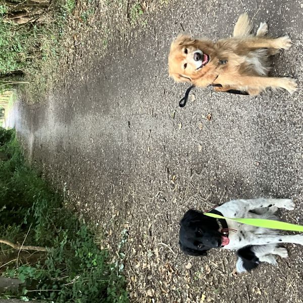 Daiko, Mika uit Roosendaal zoekt een Hondenoppas