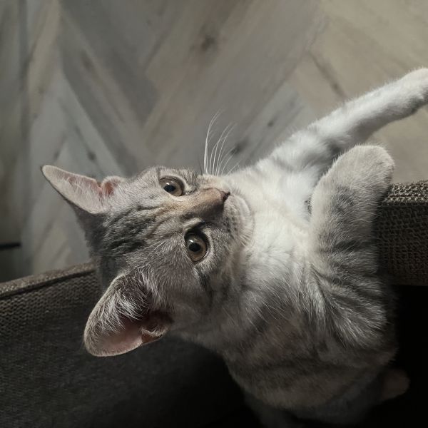 Luna uit Barendrecht zoekt een Kattenoppas