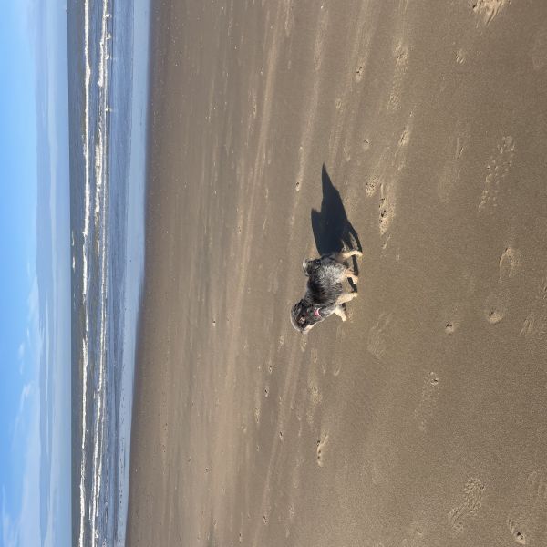 Moos uit Geertruidenberg zoekt een Hondenoppas