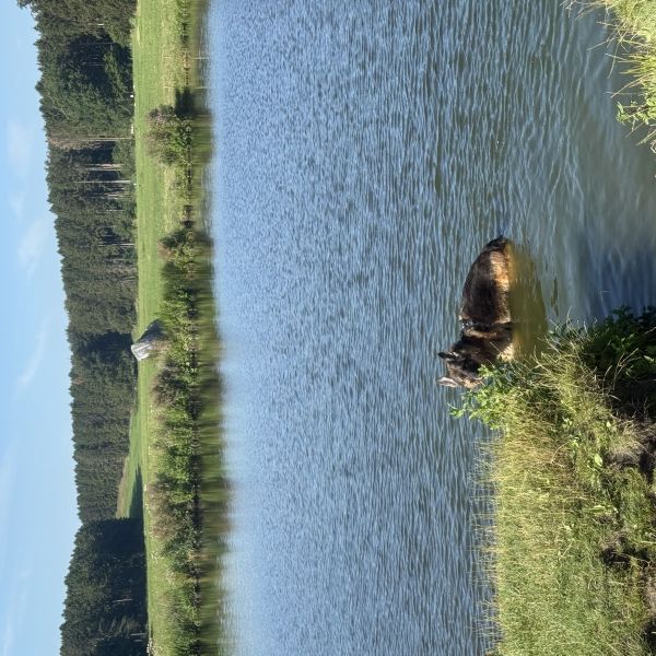 Harley uit Ouderkerk Aan De Amstel zoekt een Hondenoppas