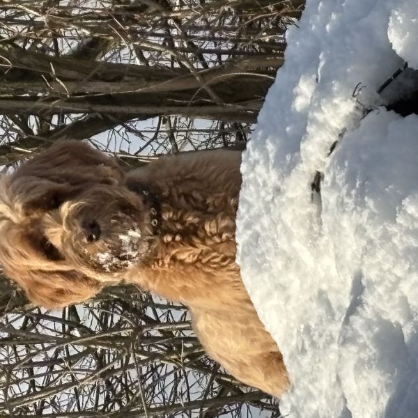 Marie uit Bemelen zoekt een Hondenoppas