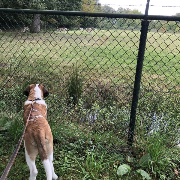 Huisdierenoppas Geertje uit Broeksterwald