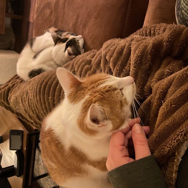 Lilo, Robbert uit Hoogeveen zoekt een Kattenoppas