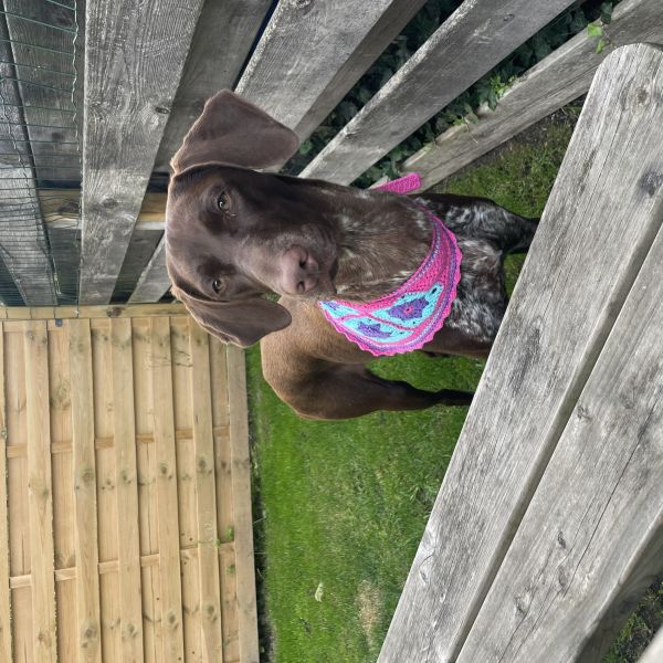 Freyja uit Ulrum zoekt een Hondenoppas
