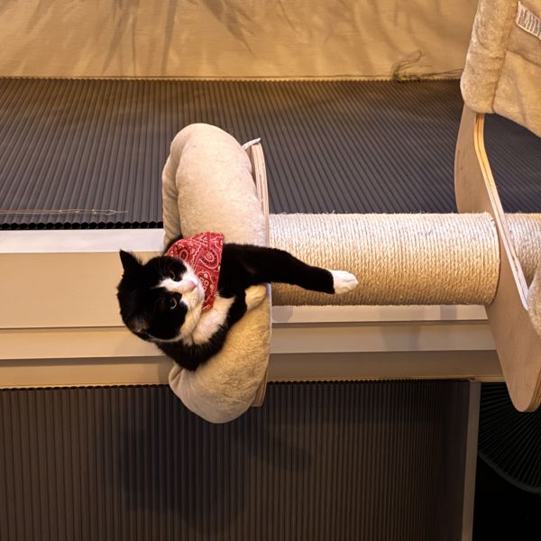 June uit Assen zoekt een Kattenoppas