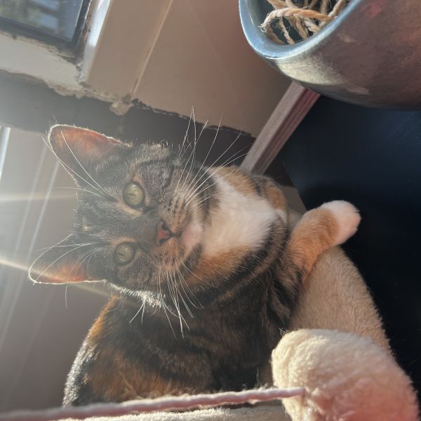 Sara, Mowgli uit Assen zoekt een Kattenoppas
