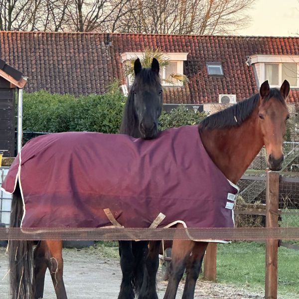 Paarden, Honden, Poes uit Waspik zoekt een huisdierenoppas