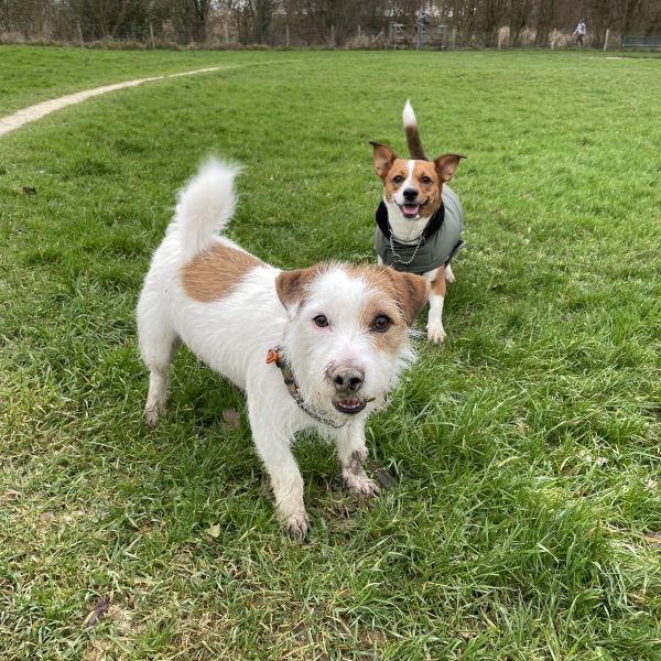 Charlie, Robin uit Tiel zoekt een Hondenoppas