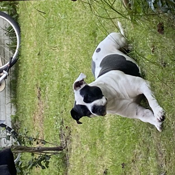 Missy, Nugget, Gummy uit Kruiningen zoekt een huisdierenoppas