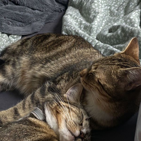 Huisdierenoppas Alexandra uit Gouda