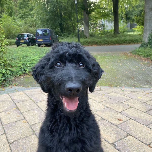 Huisdierenoppas Wende uit Ermelo