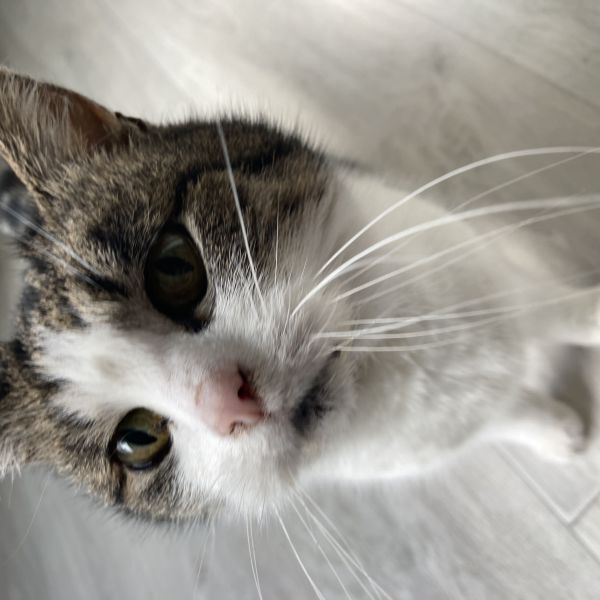 Nessa uit Leiden zoekt een Kattenoppas