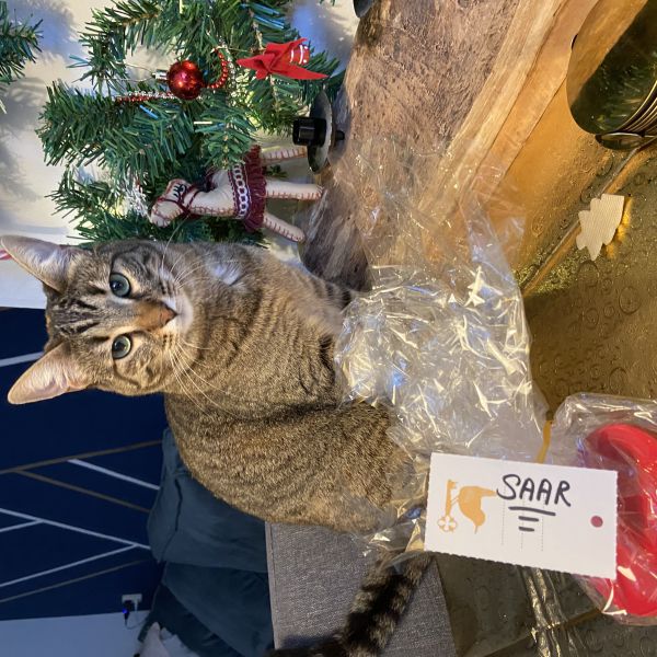 Saar uit Hilversum zoekt een Kattenoppas