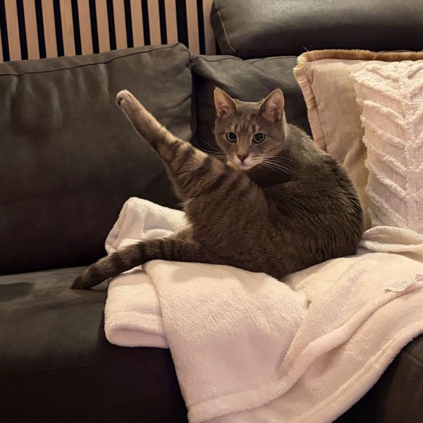 Levi uit Nijmegen zoekt een Kattenoppas