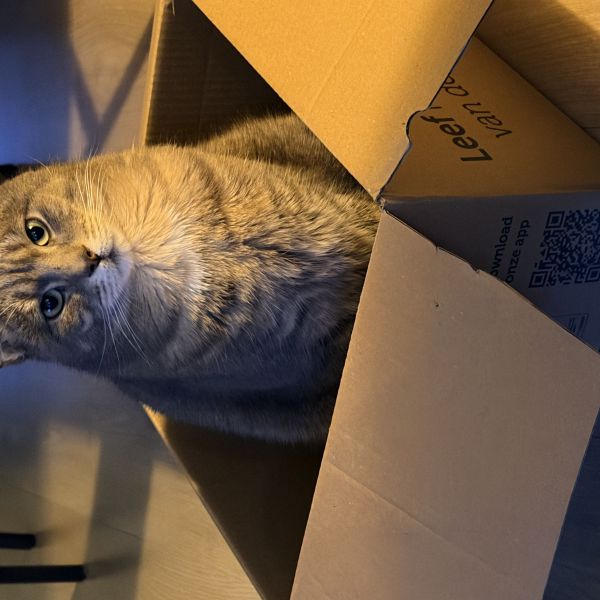 Levi uit Nijmegen zoekt een Kattenoppas