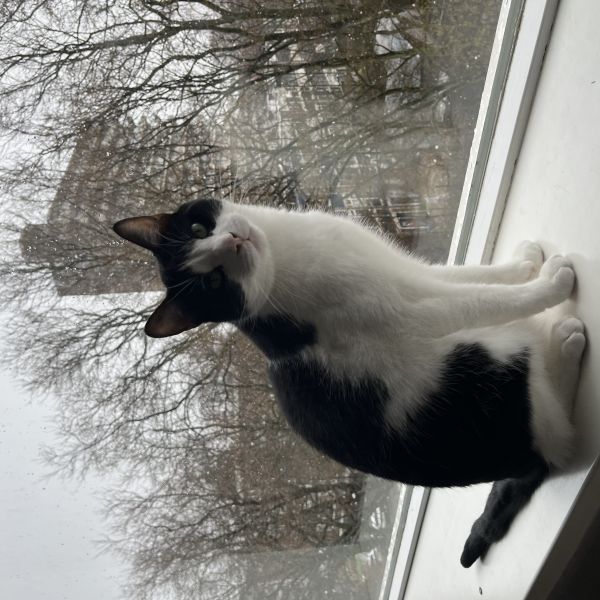 Gijs uit Vlaardingen zoekt een Kattenoppas