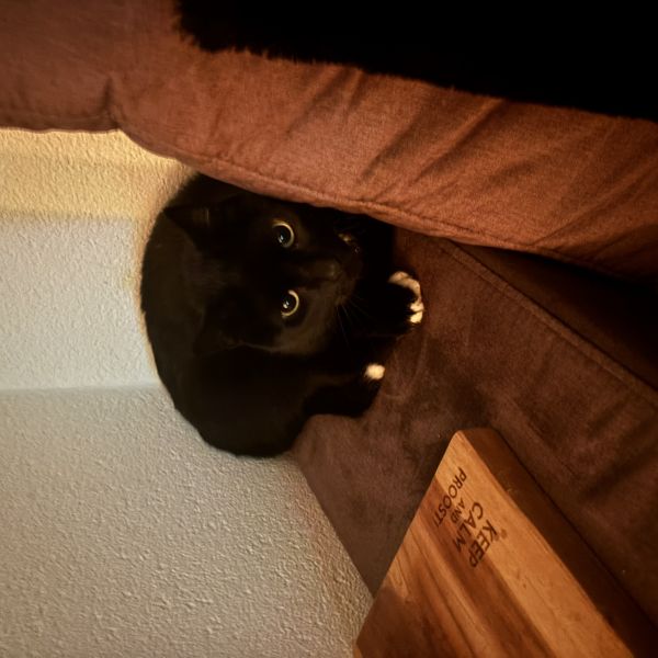 Tommy uit Pijnacker zoekt een Kattenoppas