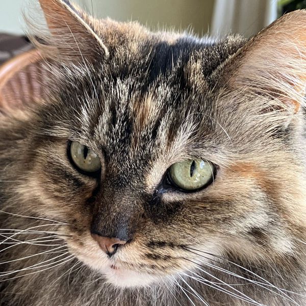 Kattenoppas Annemarie uit Vlissingen
